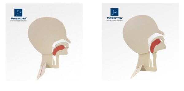 MODÈLE DE TÊTE EN COUPE PRESTAN